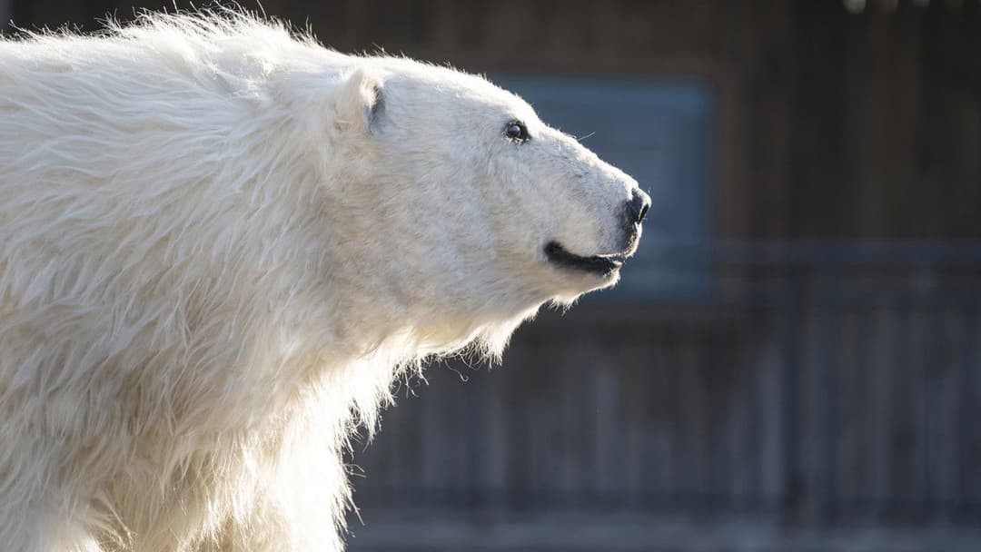 해치지않아 backdrop 11