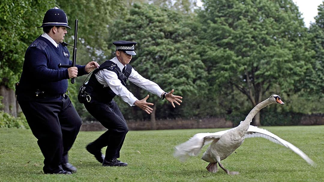 Круті фараони backdrop 16