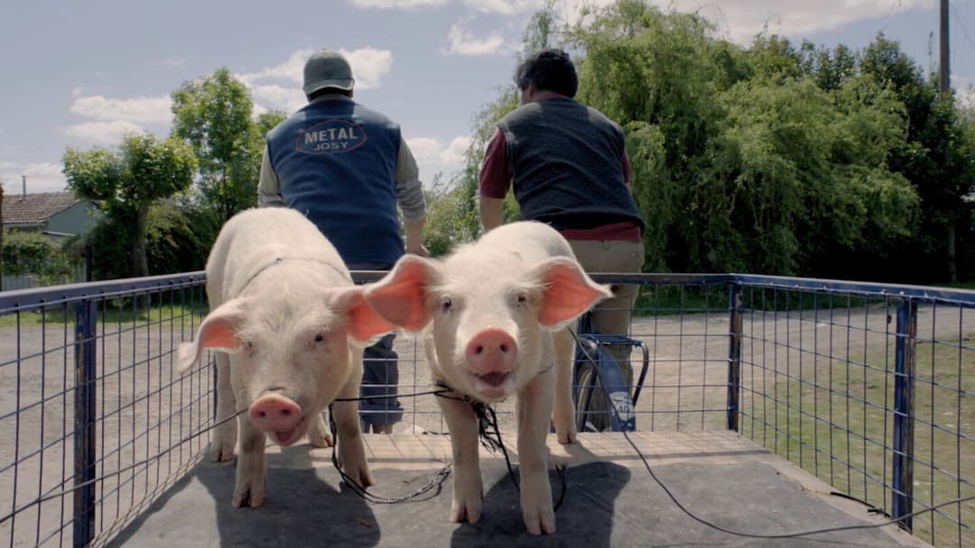 Героїчні лузери backdrop 2