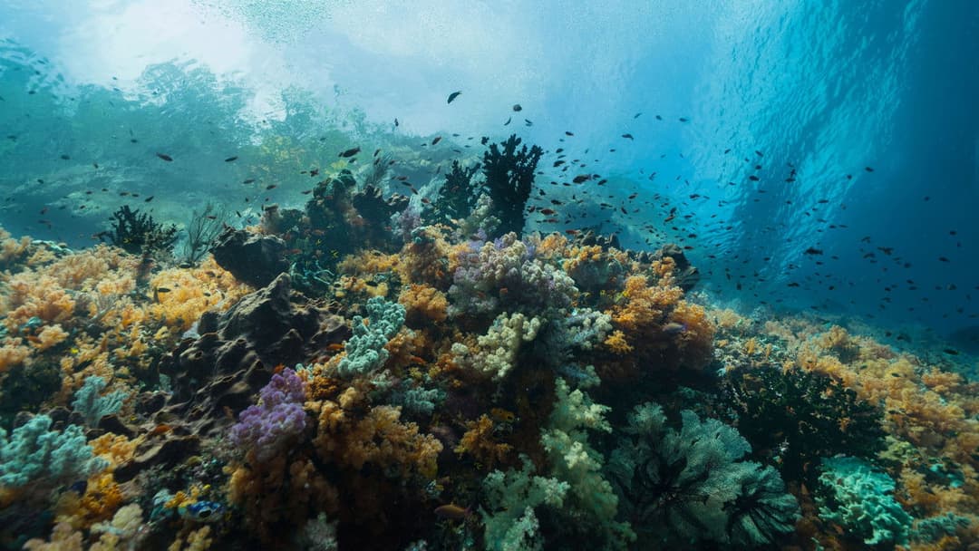 Unsere Ozeane backdrop 12