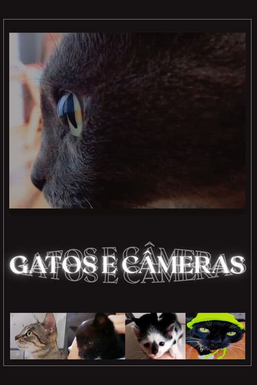 Cats and Cameras