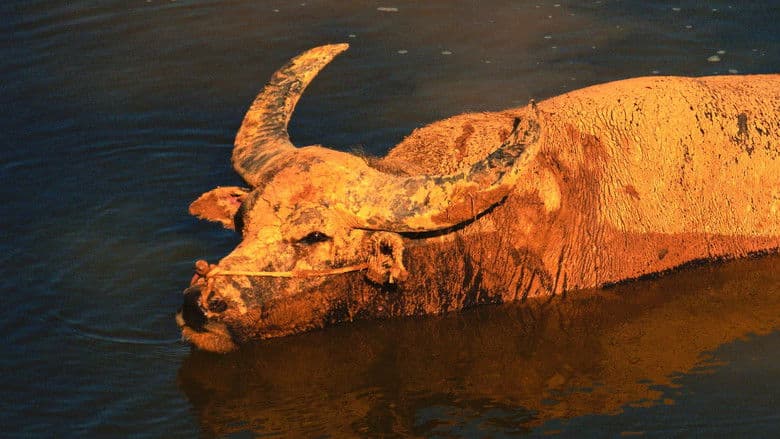 Documentary backdrop