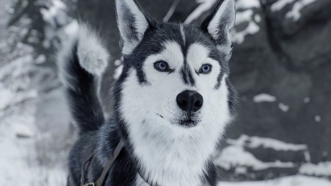 Ruf der Wildnis backdrop 20