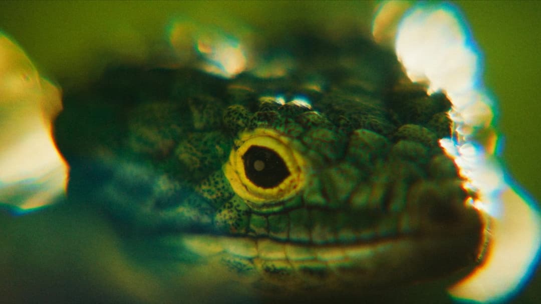 Blink Twice backdrop 12