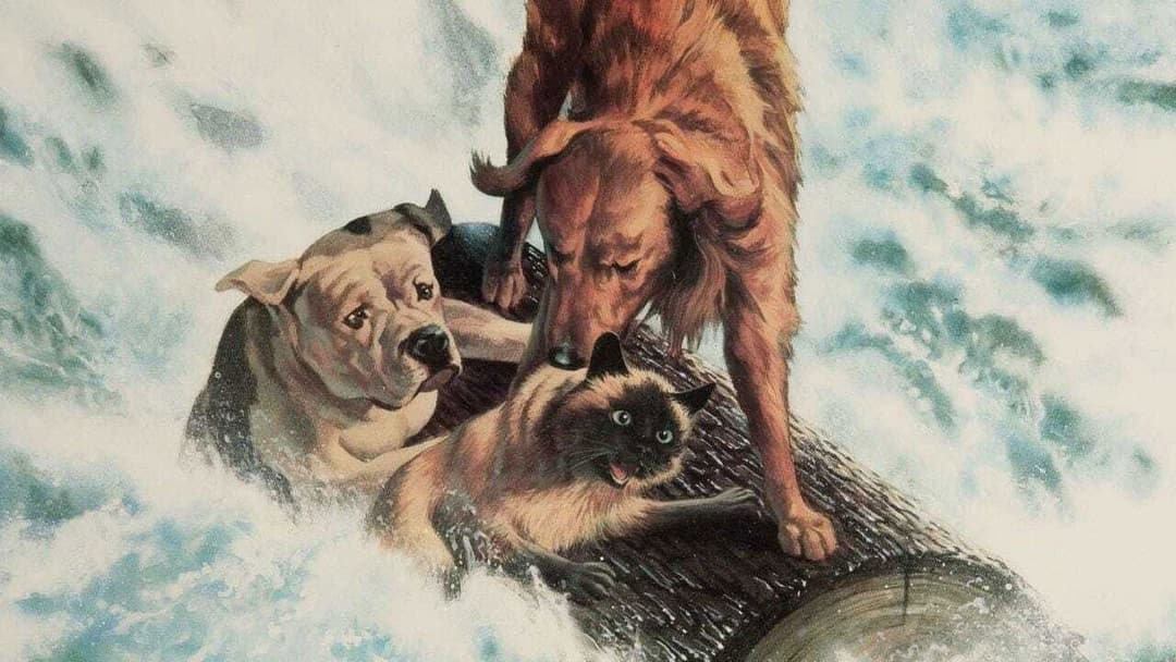 Homeward Bound: The Incredible Journey backdrop 10