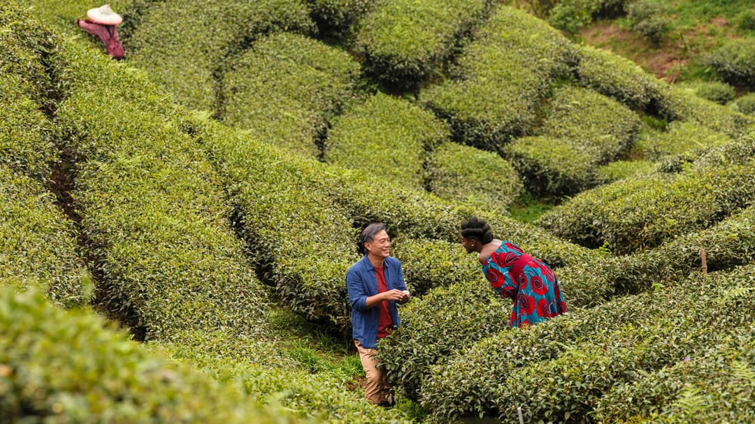 Black Tea backdrop 17