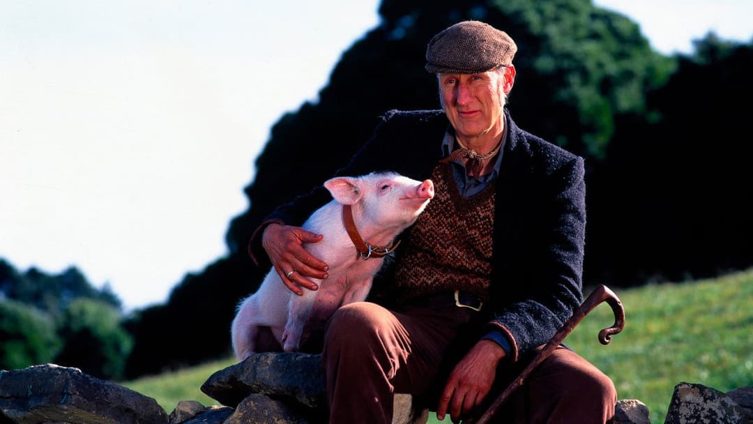 Бейб backdrop 19