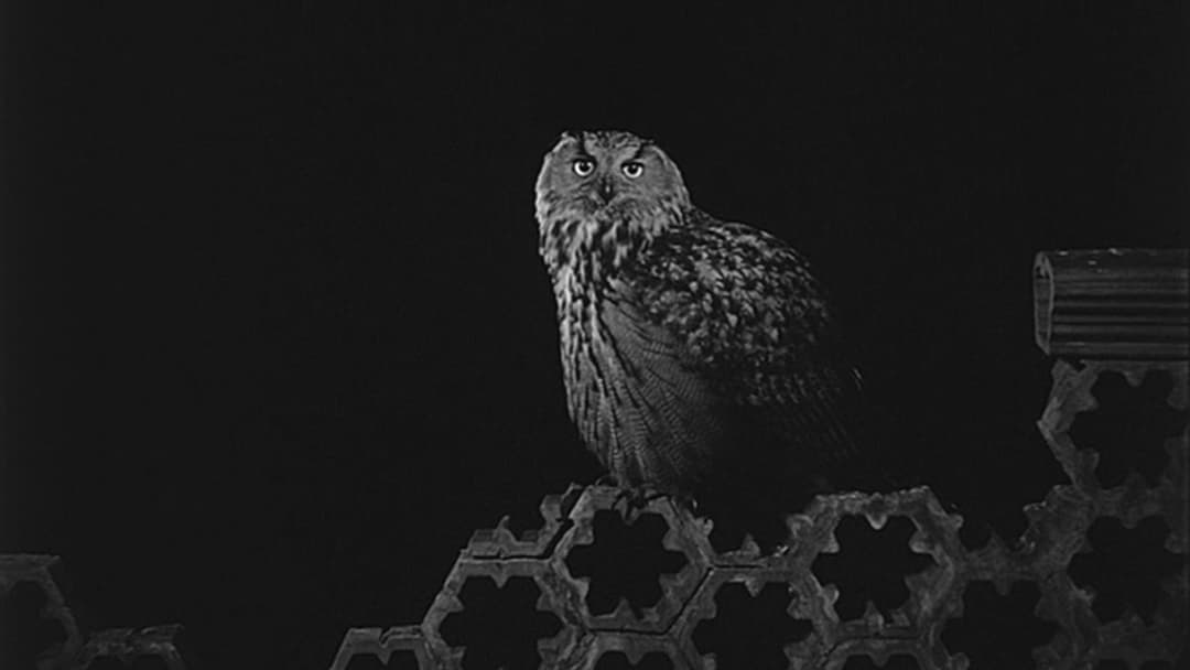 Sátántangó backdrop 3