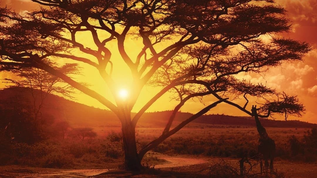 Нiде в Африцi backdrop 2