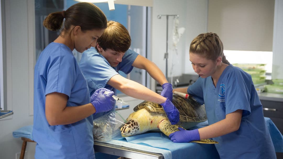 Історія дельфіна 2 backdrop 3