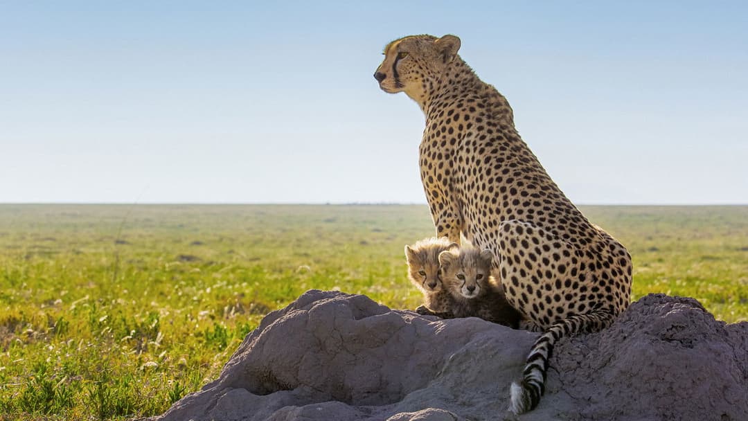 Cheetahs Up Close with Bertie Gregory backdrop 6
