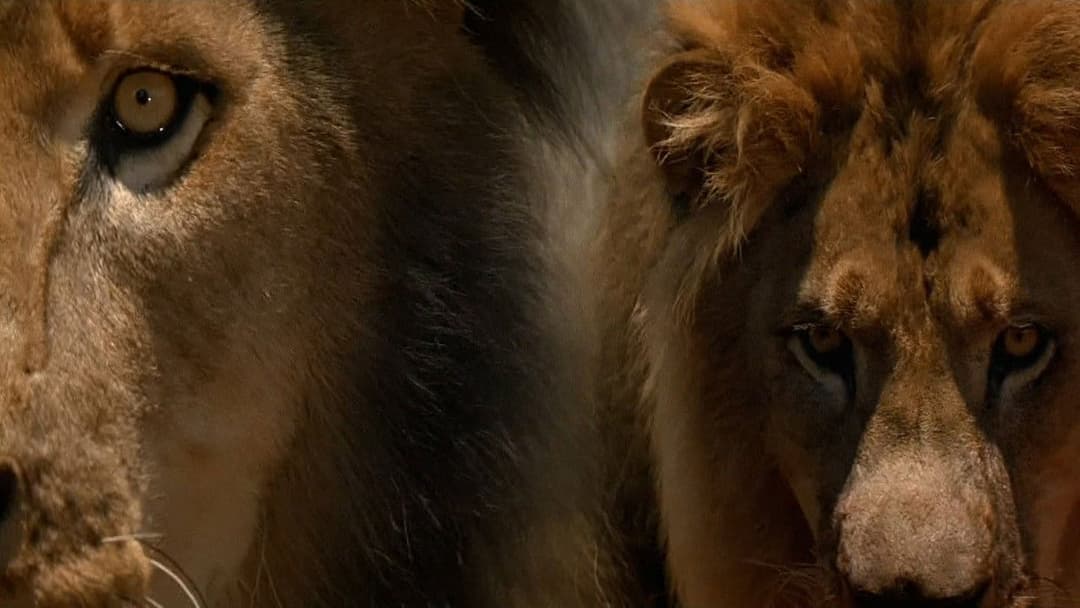 The Ghost and the Darkness backdrop 3