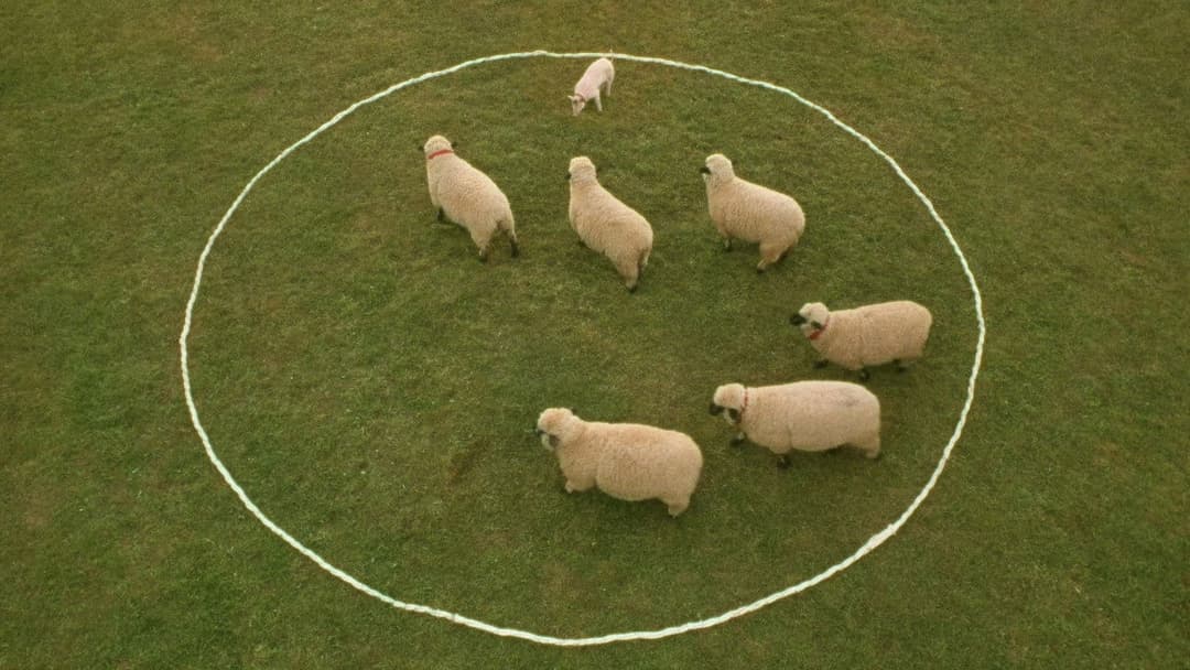 Бейб backdrop 11