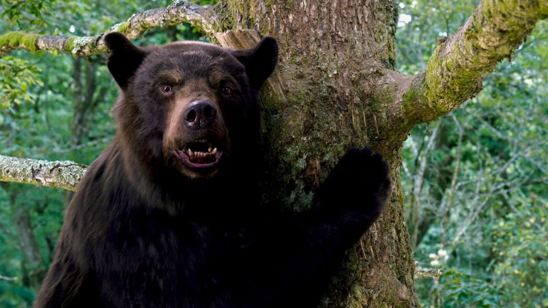 Cocaine Bear backdrop 15