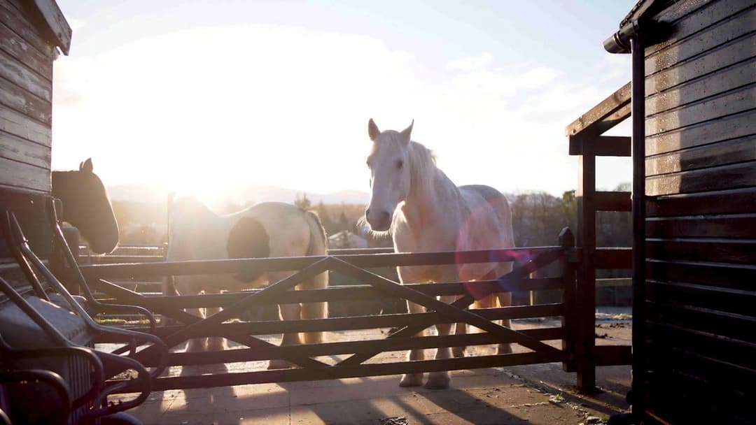 Ravelrig Riding for the Disabled backdrop 2