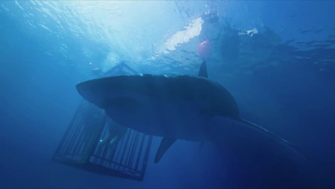 47 Meters Down backdrop 14