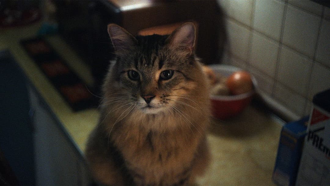 Caught Stealing backdrop 13