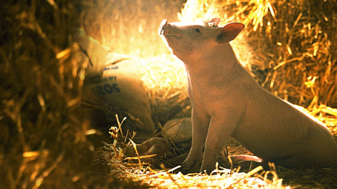 Бейб backdrop 17