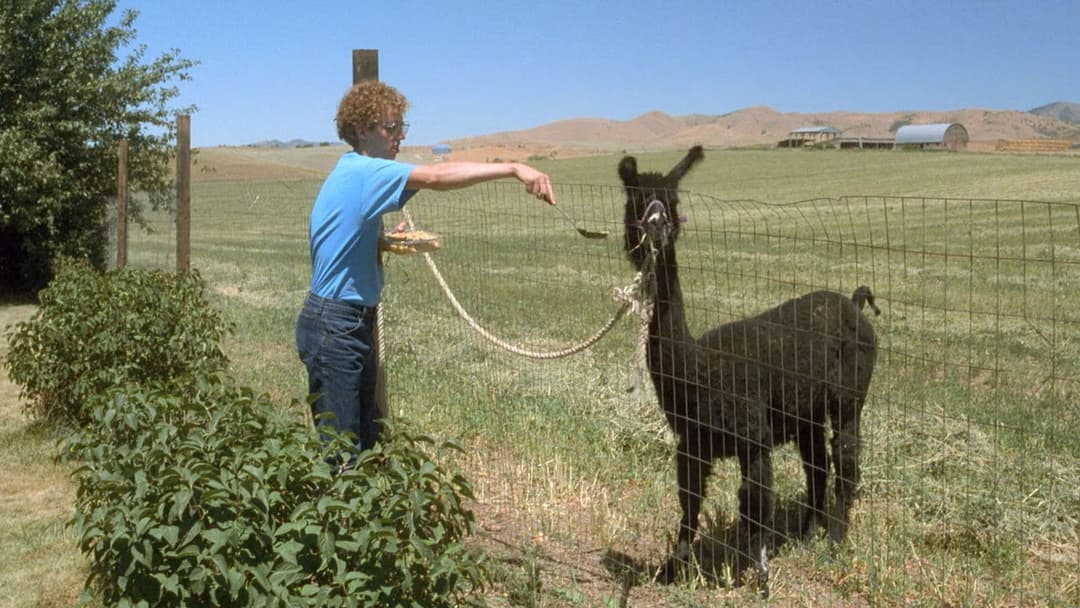 Napoleon Dynamite backdrop 3