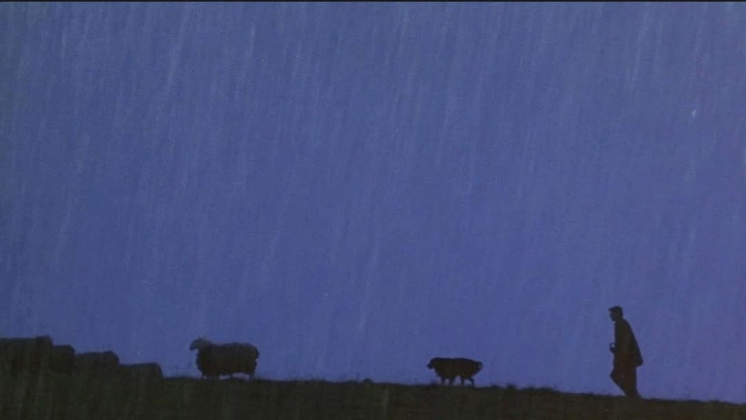 Бейб backdrop 16