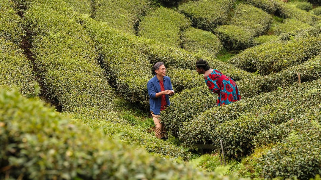 Black Tea backdrop 20