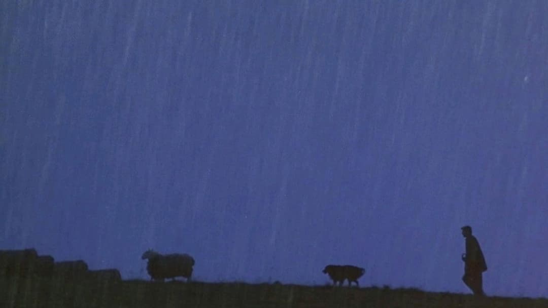 Бейб backdrop 13