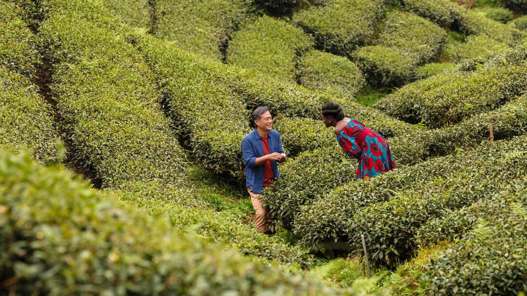 Black Tea backdrop 14