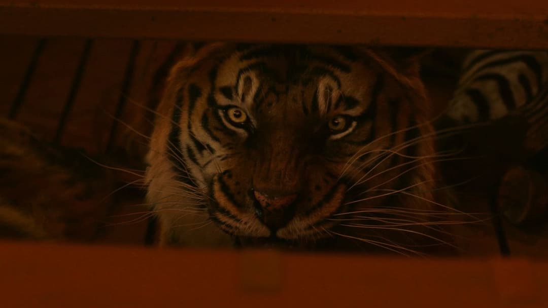 Life of Pi - Schiffbruch mit Tiger backdrop 18