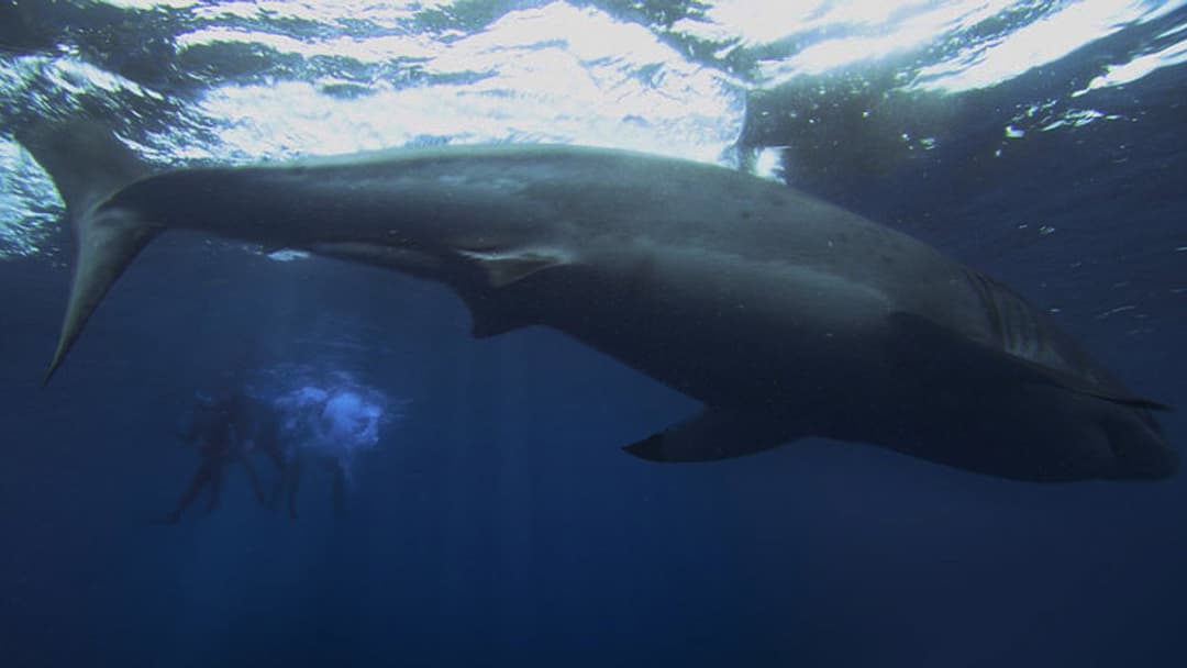 The Reef backdrop 10