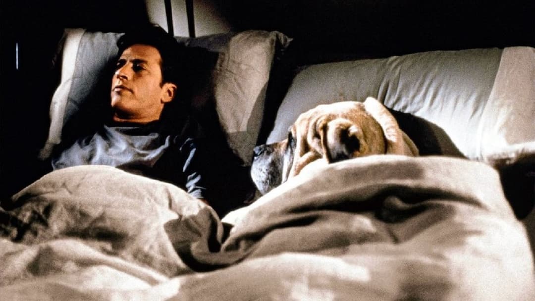 Перипетії кохання backdrop 4